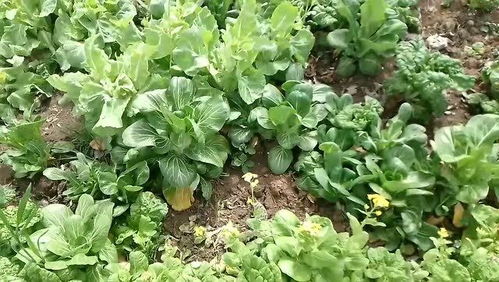 農(nóng)村的綠色蔬菜