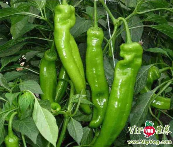 山東濰坊壽光_供應無公害辣椒_辣椒價格行情(產地)_vip蔬菜網