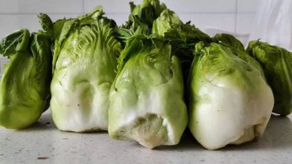 兒菜(抱子芥)--生長非常奇特、營養(yǎng)價值高的蔬菜