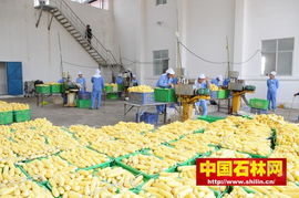 石林禾澤蔬菜速凍加工廠(chǎng)正在作業(yè)