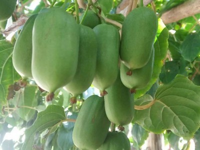 農之寶農寶商城信息屬于農之寶平臺(www.nzb555.com)包含蔬菜,水果,禽畜肉蛋,糧油米面,農資農機,種子種苗,水產,農副加工等產品類目,為廣大商家企業提供更便捷的交易方式。