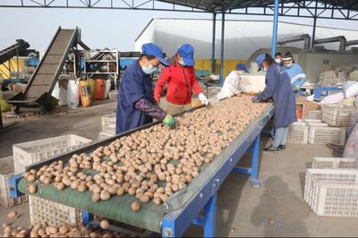 疏附縣農村信用合作聯社發放2.1億元貸款，全力服務“三秋”生產助力蔬菜產業發展