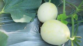 匯泉農業 農副產品收購的專業力量，為何你還不知道？