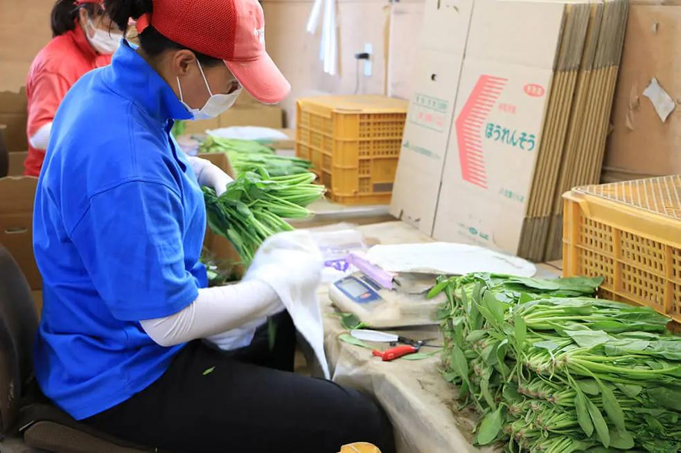 從田間到餐桌 真實的農業種菜、加工與農副產品收購全貌